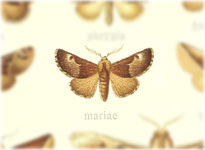 Semyra mariae