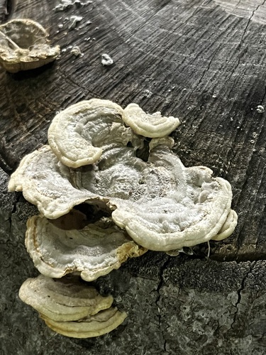 Trametes hirsuta