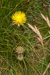 Centaurea rupestris