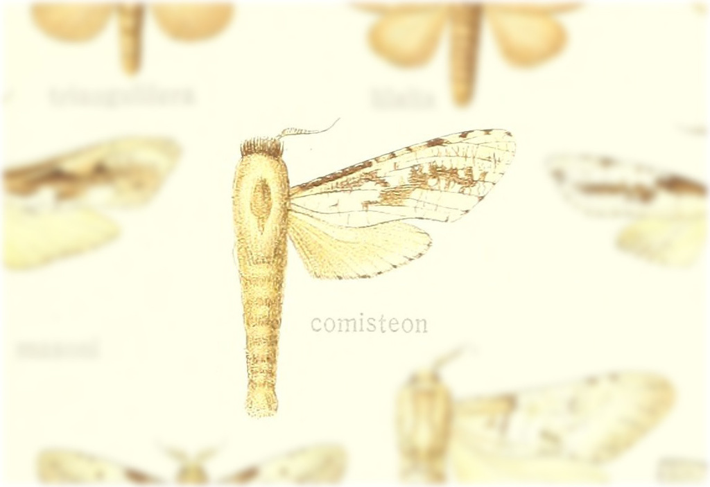 Morpheis comisteon