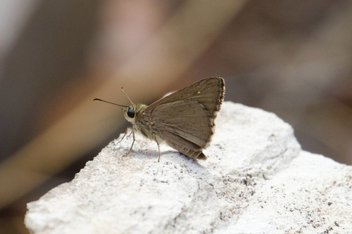 Grey Sedge-skipper