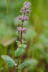 Stachys rigida quercetorum