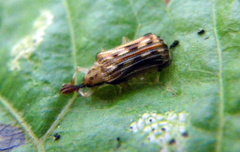 Sumitrosis inaequalis