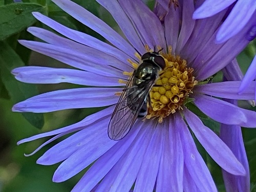Unknown species found near Nature Center, Blendon Woods Metro Park, Columbus, OH, USA