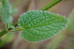 Stachys rigida quercetorum