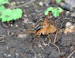Diestrammena unicolor
