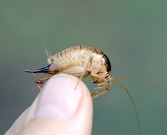 Diestrammena unicolor