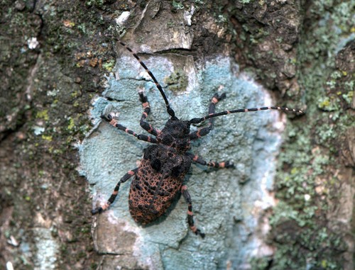Oak Longicorn Beetle
