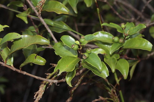 Archirhodomyrtus baladensis observed 2024-12-27
