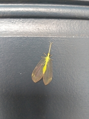 Nymphidae