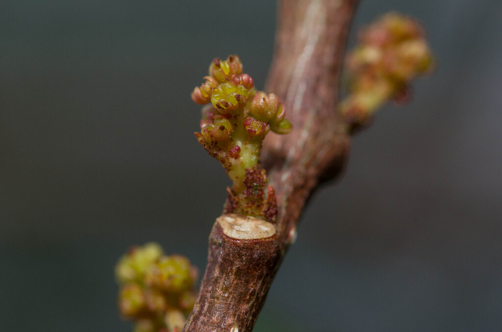 Zanthoxylum pistaciiflorum