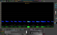 Tadarida brasiliensis
