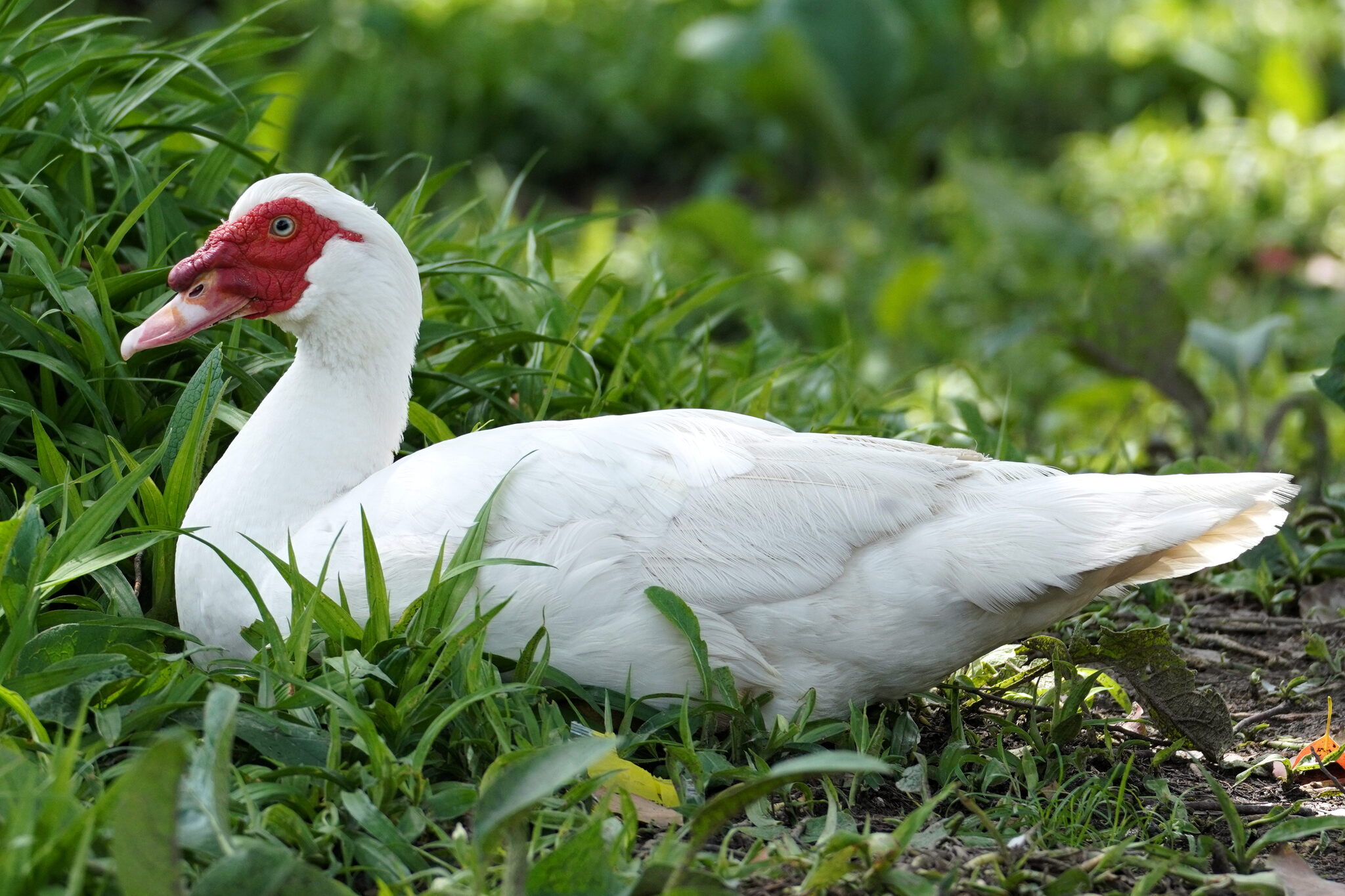 Muscovy Duck