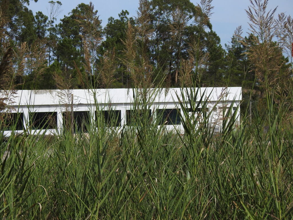 Arundo micrantha (Arundo micrantha)