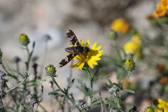 Exoprosopa dorcadion