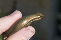 Plestiodon tetragrammus brevilineatus