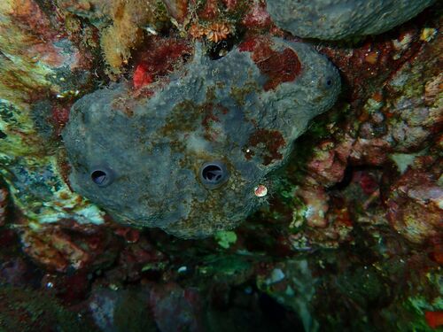 grey leather sponge, Cala Jóncols, photo 9 of 10