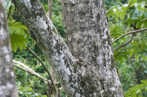 Vochysia guatemalensis - Bark