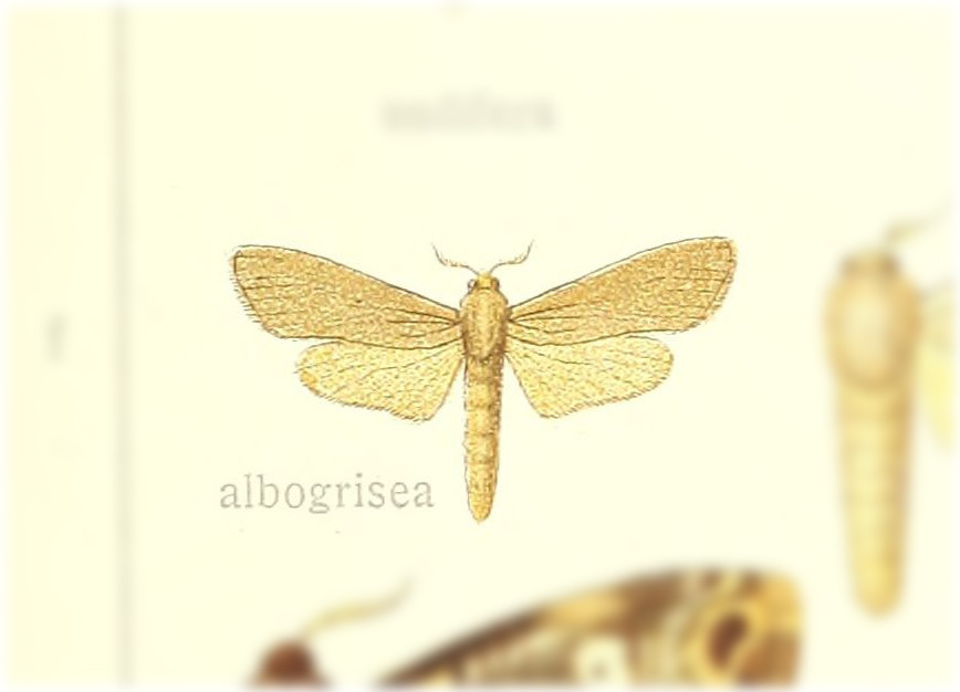Psychonoctua albogrisea