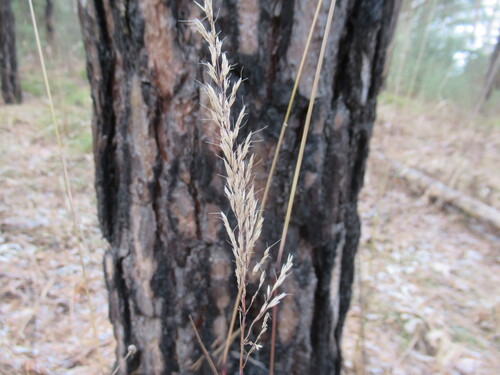 Trisetum sibiricum iNat (1)