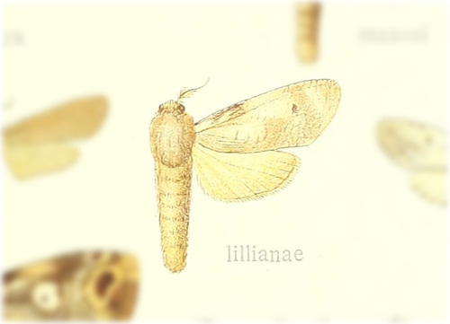 Psychonoctua personalis