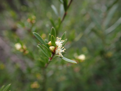 Micrantheum hexandrum (Micrantheum hexandrum)