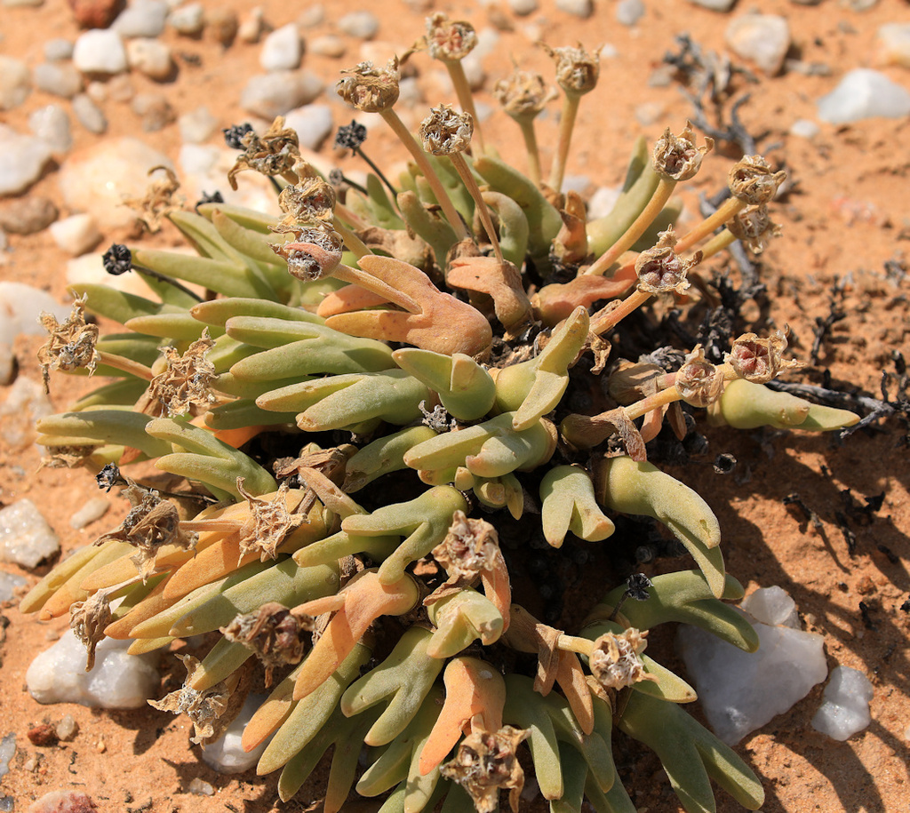 Meyerophytum globosum, Namakwa, ZA-NC, ZA