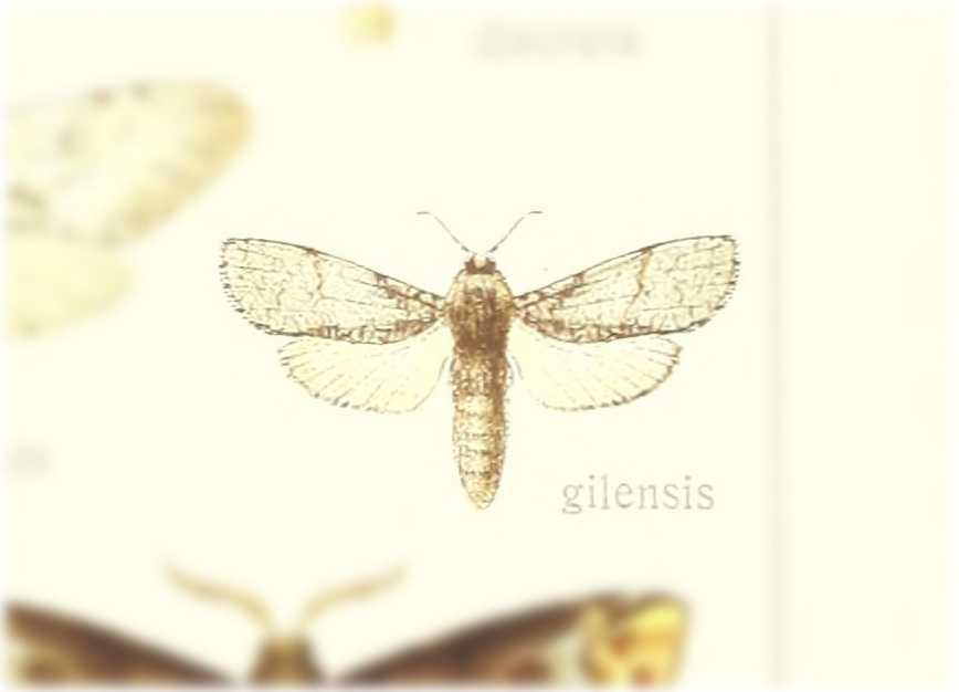 Psychonoctua gilensis