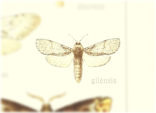 Psychonoctua gilensis