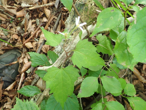 Aster dimorphophyllus iNat (1)
