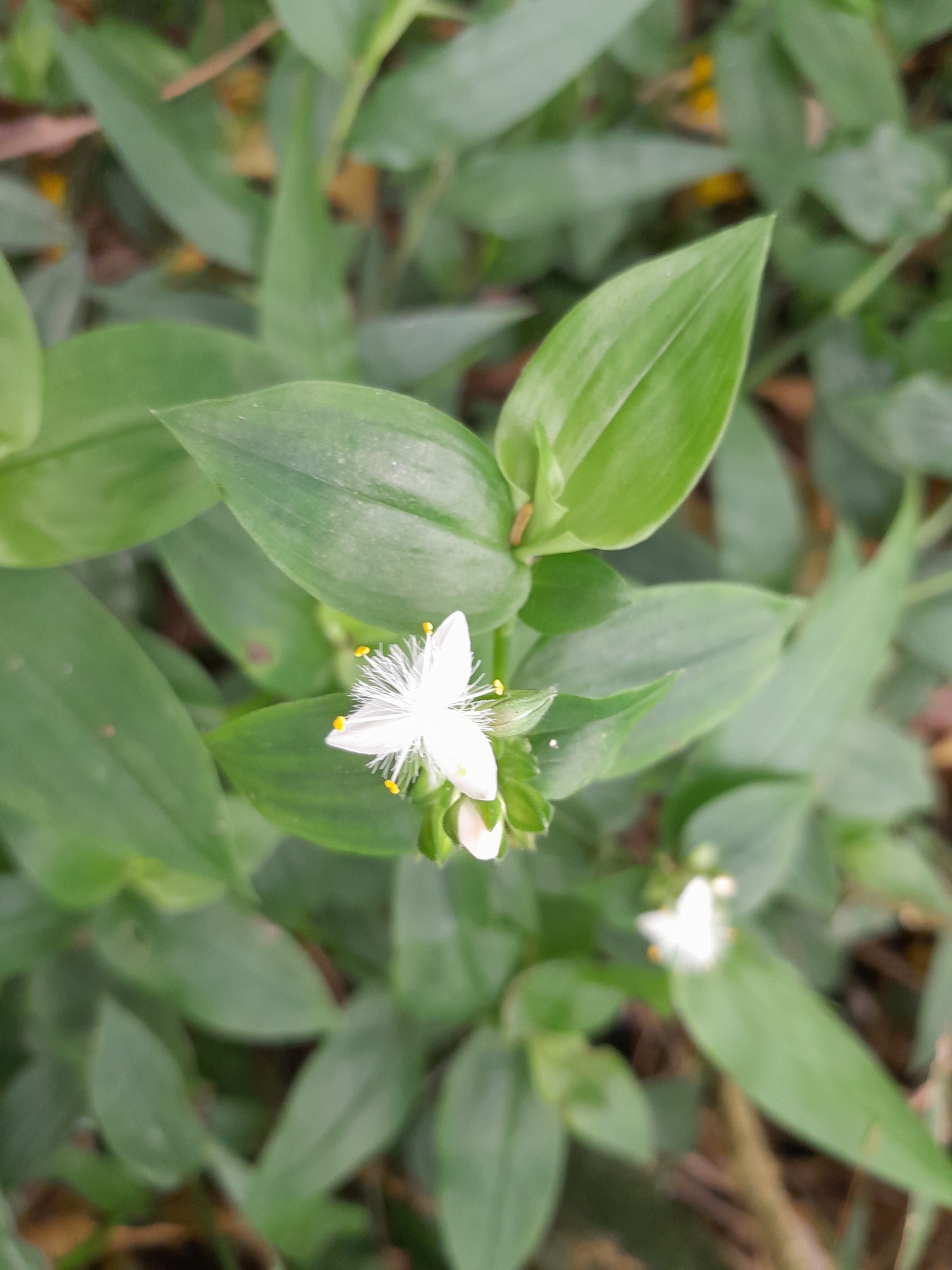 Tradescantia fluminensis