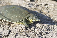 Apalone spinifera guadalupensis