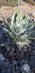 Dudleya anthonyi