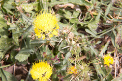 Centaurea sicula