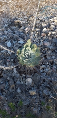 Dudleya anthonyi