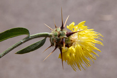 Centaurea sicula
