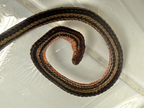 Calliophis nigrotaeniatus