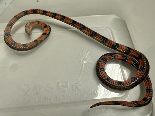 Calliophis nigrotaeniatus