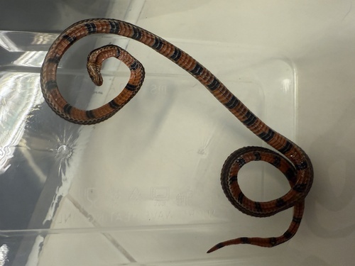 Calliophis nigrotaeniatus