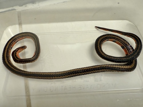 Calliophis nigrotaeniatus