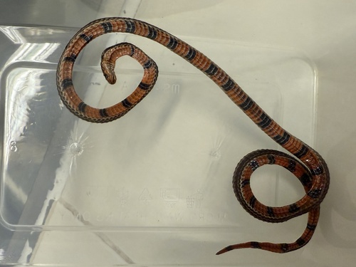 Calliophis nigrotaeniatus