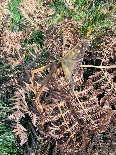 Speckled Wood (Scilly Isles Subspecies)