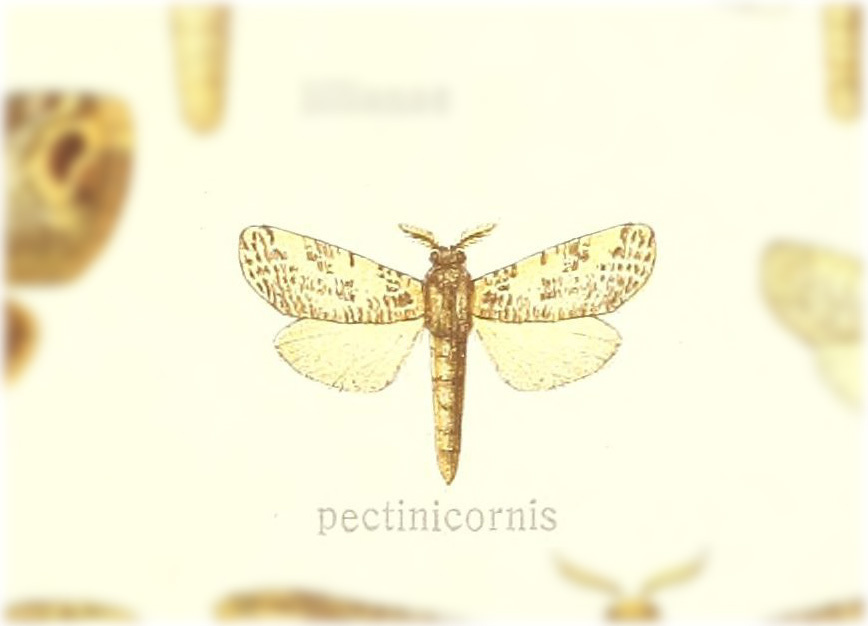 Schreiteriana pectinicornis