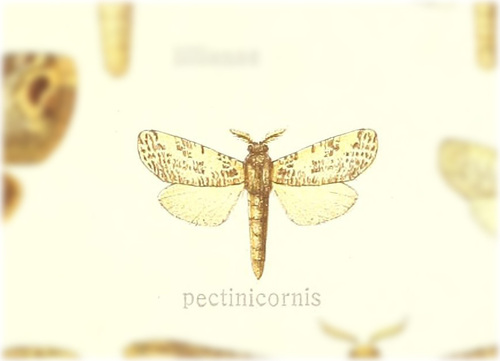 Schreiteriana pectinicornis