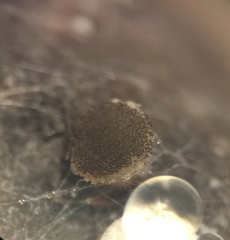 Ascobolus crenulatus