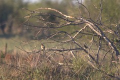 Passerculus sandwichensis