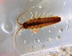Synidotea angulata