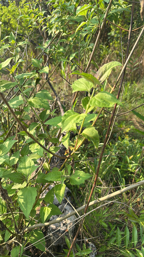 Siam weed