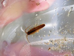 Synidotea angulata