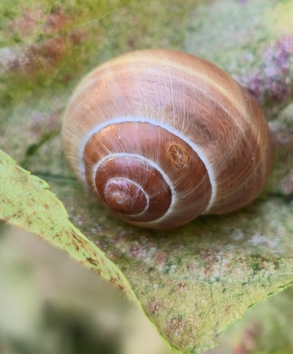 Cepaea nemoralis